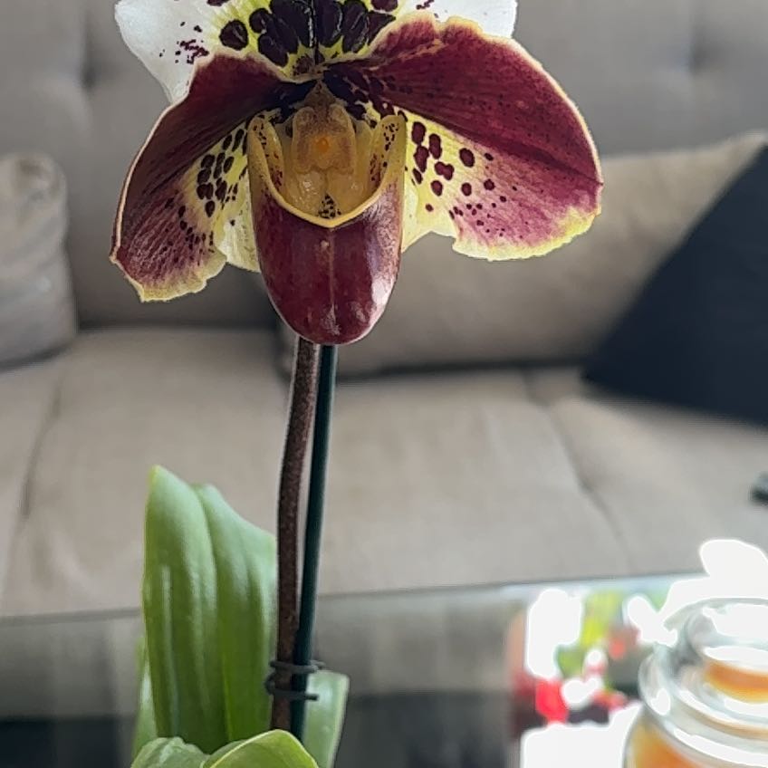 Photo of the plant species Lady Slipper Orchid by @Khabo named Venus on Greg, the plant care app
