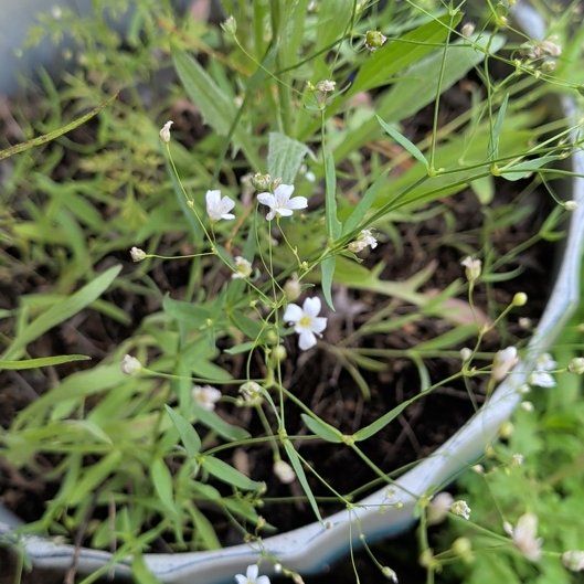 Photo of the plant species Russian Vine by @ImmaculateOnion named Captain Plant-it on Greg, the plant care app