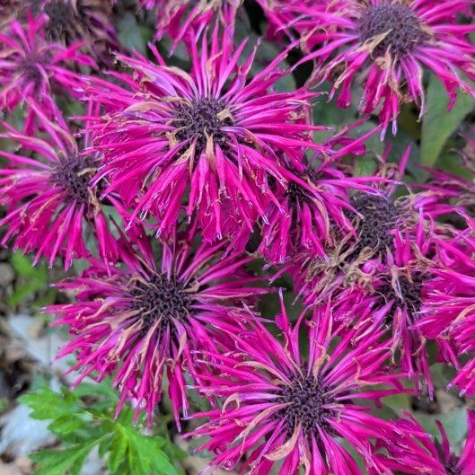 Photo of the plant species Monarda Didyma by @ImmaculateOnion named Doja Cat on Greg, the plant care app