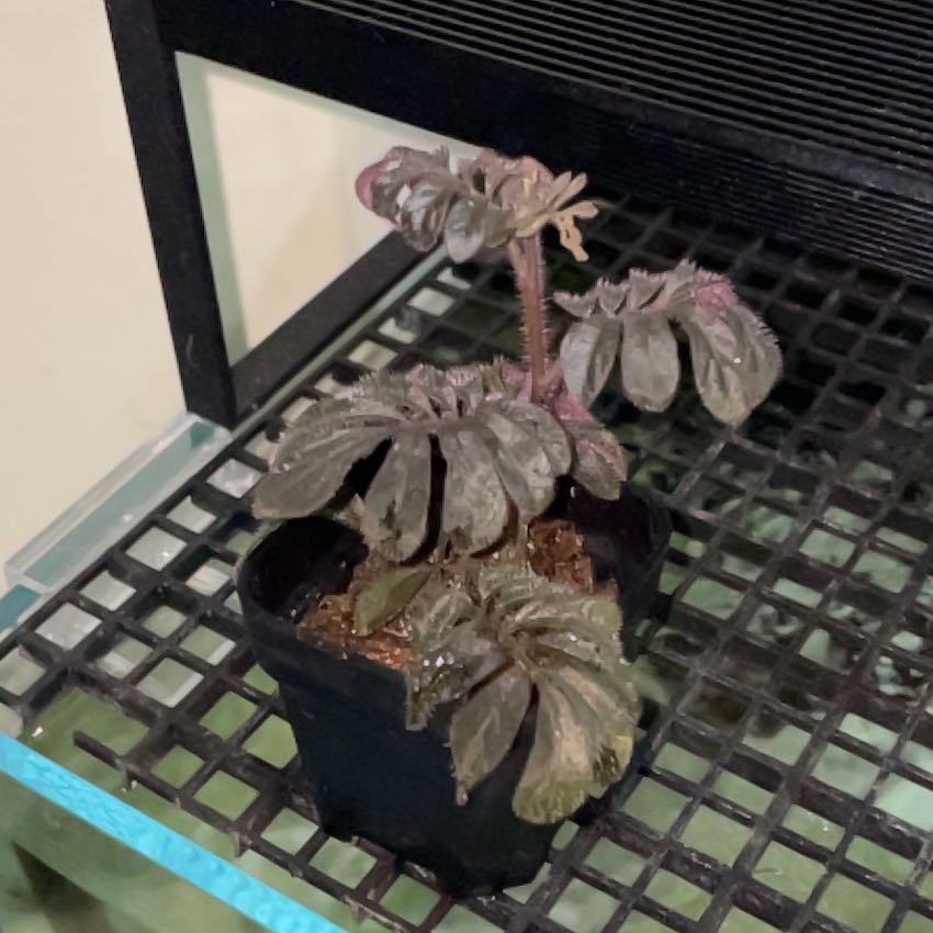 Photo of the plant species Solanum uleanum by @FetchingTaro15 named Naomi on Greg, the plant care app
