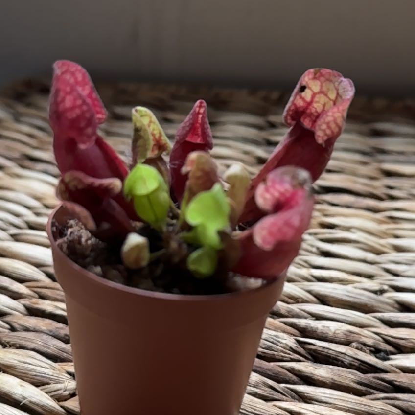 Photo of the plant species Minor Sun Pitcher by @NurseNeoregelia named Mollie on Greg, the plant care app