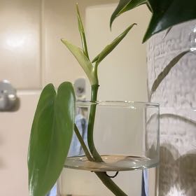 Photo of the plant species Green Philodendron by @QueenCigartree named Rhoode on Greg, the plant care app