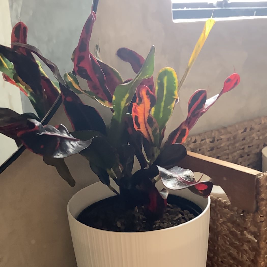 Photo of the plant species Croton Mammy by @LuxurySarcodes named Zeus on Greg, the plant care app