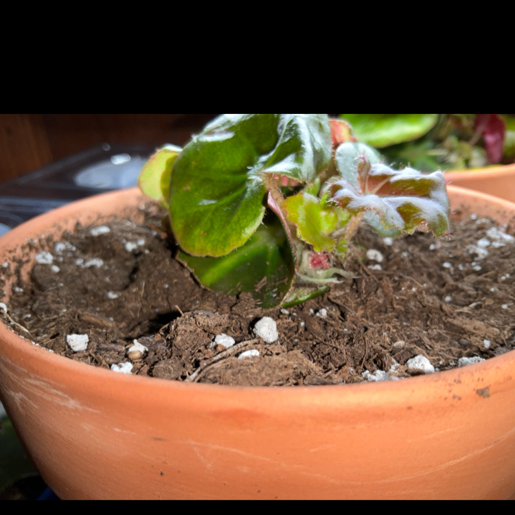 Beefsteak begonia leaf propagation