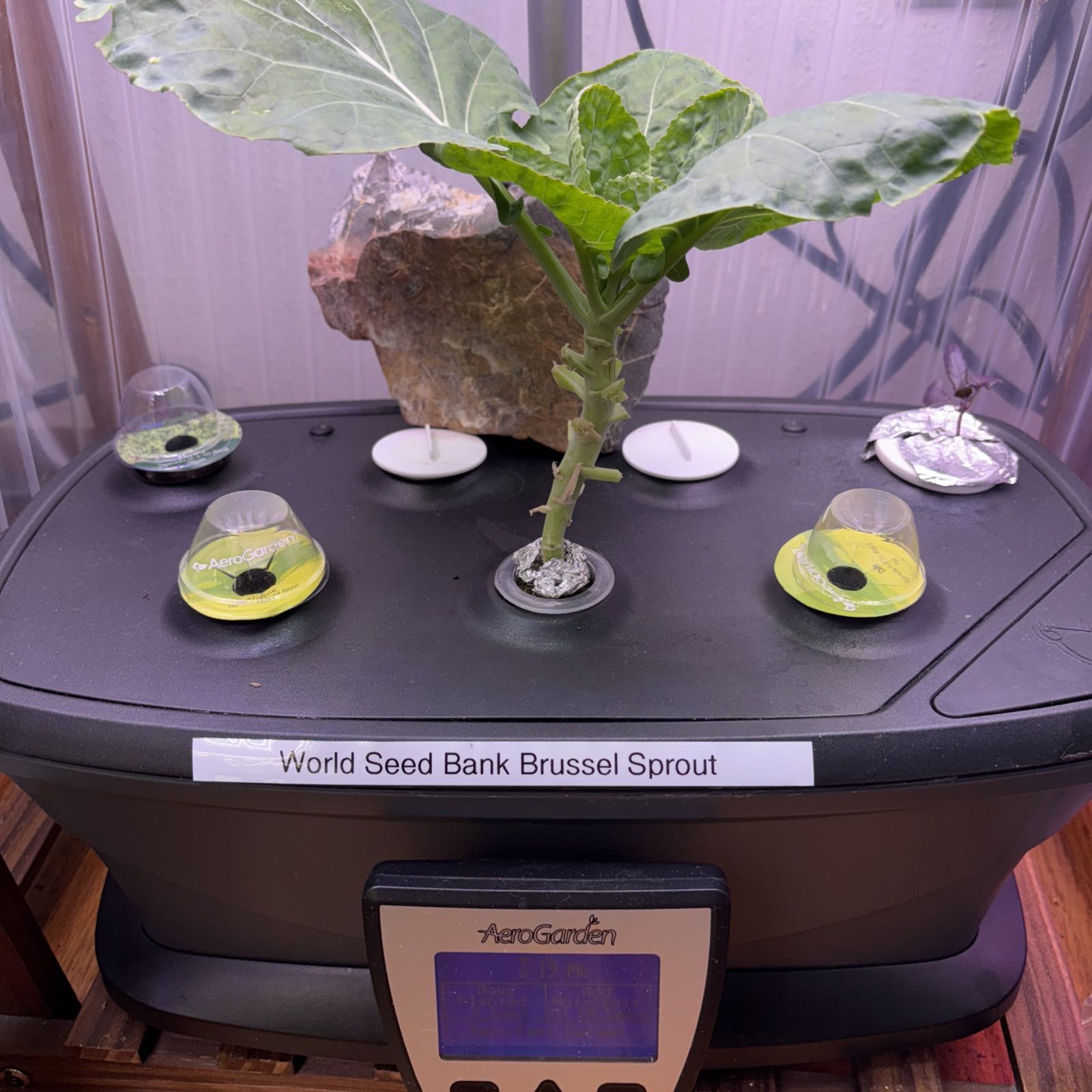 Photo of the plant species Brussel Sprout by @DiligentYuzu1 named Fernie Saunders on Greg, the plant care app