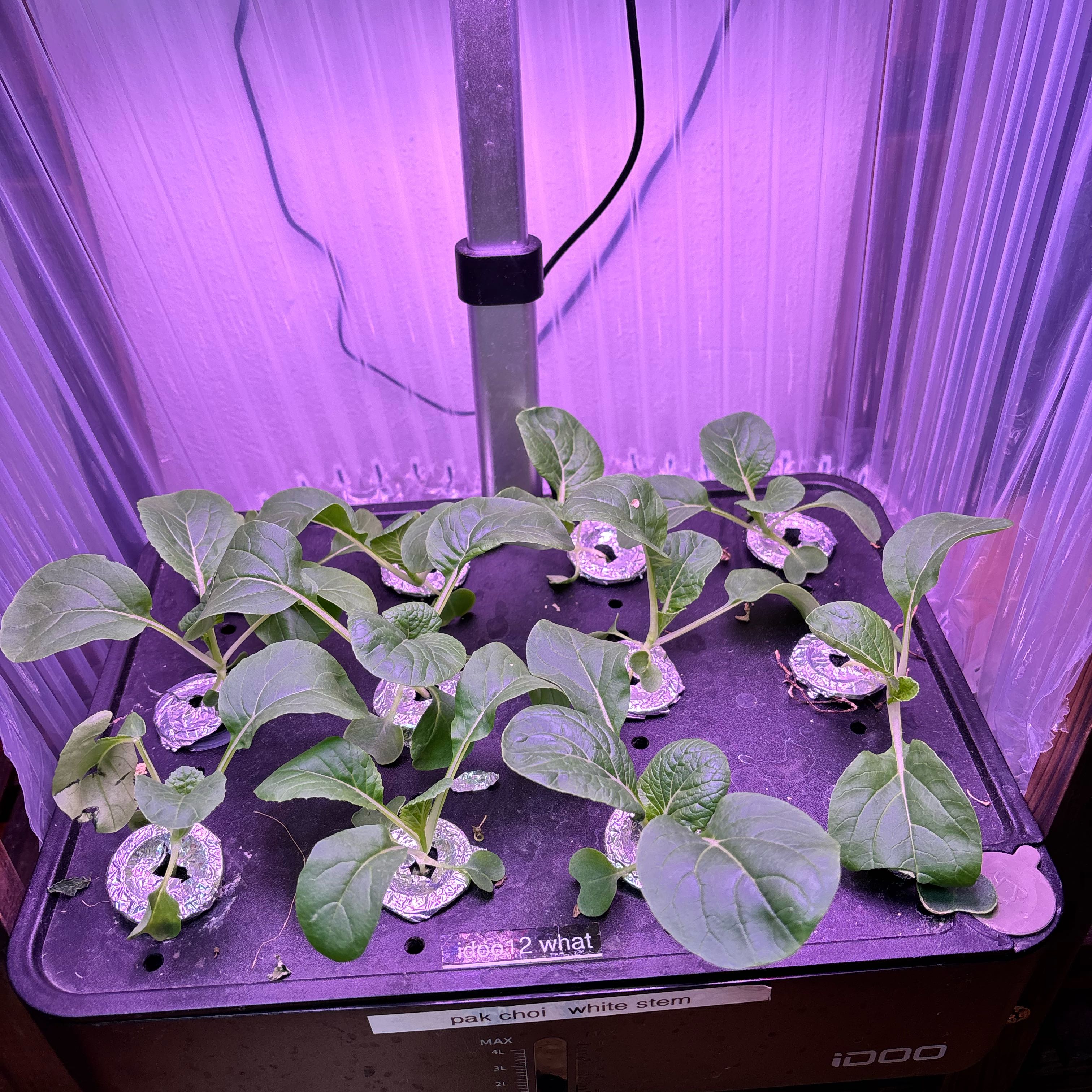 Photo of the plant species Bok Choy by @DiligentYuzu1 named Beckham on Greg, the plant care app