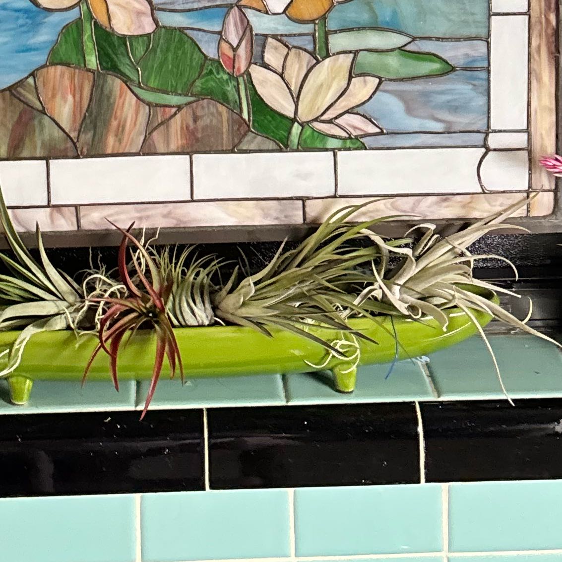 Photo of the plant species Tillandsia tillii by @DiligentYuzu1 named Eva on Greg, the plant care app