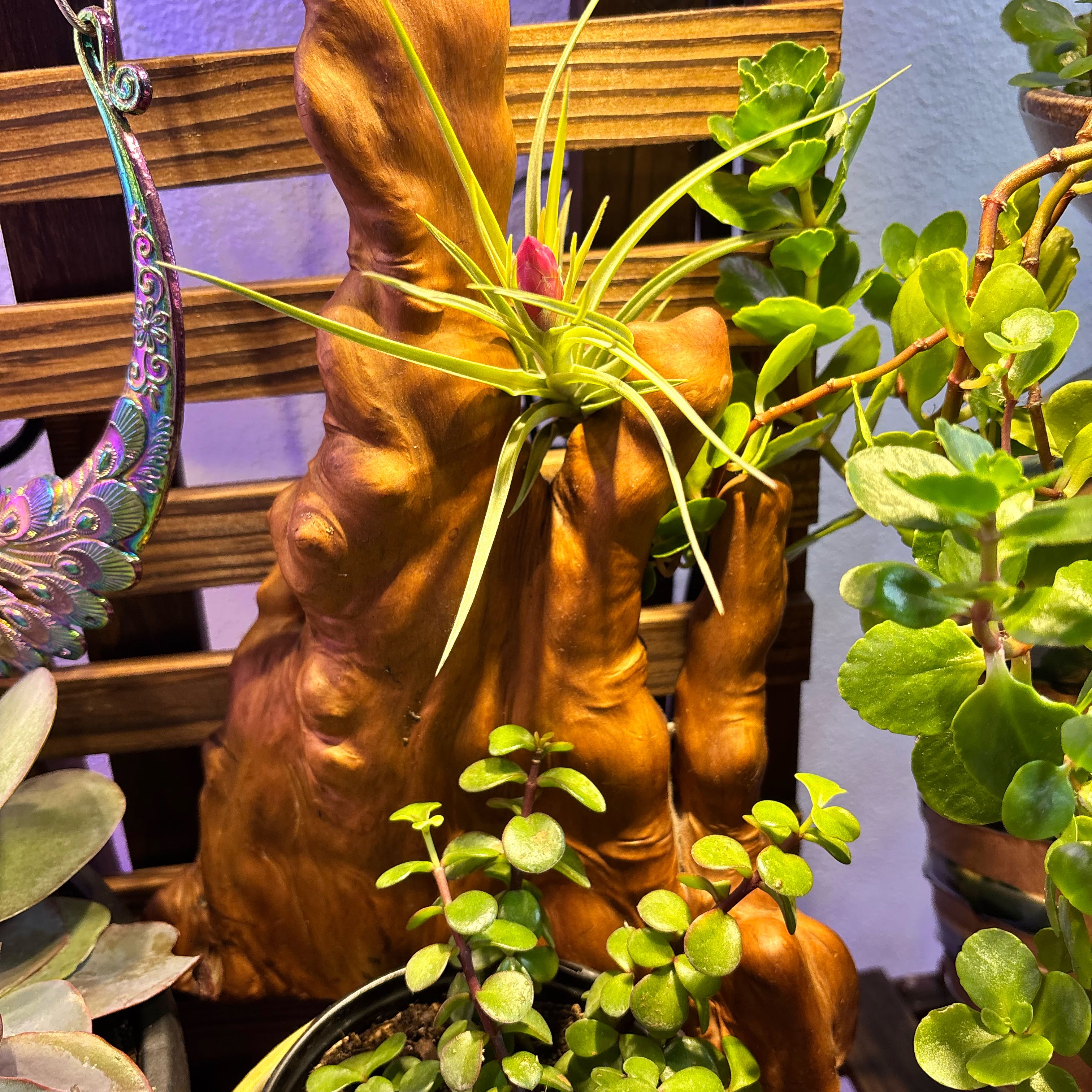 Photo of the plant species Tillandsia tillii by @DiligentYuzu1 named Gobi on Greg, the plant care app