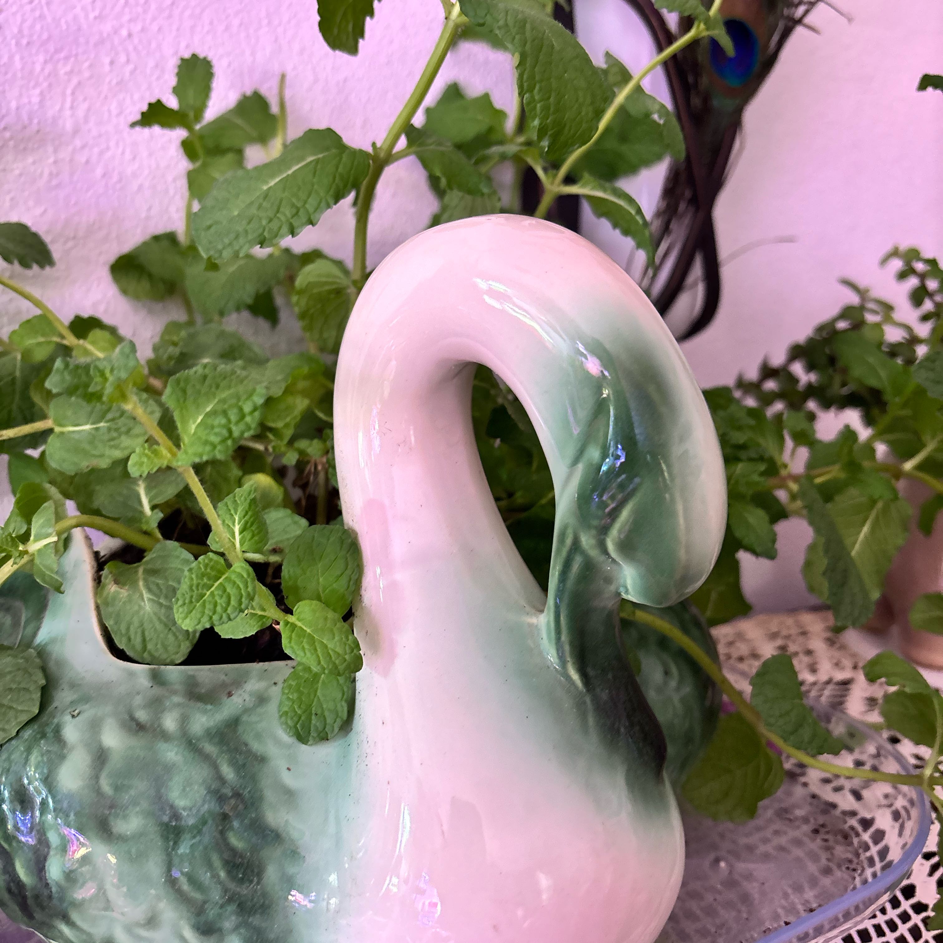 Photo of the plant species Mint by @DiligentYuzu1 named Aria on Greg, the plant care app