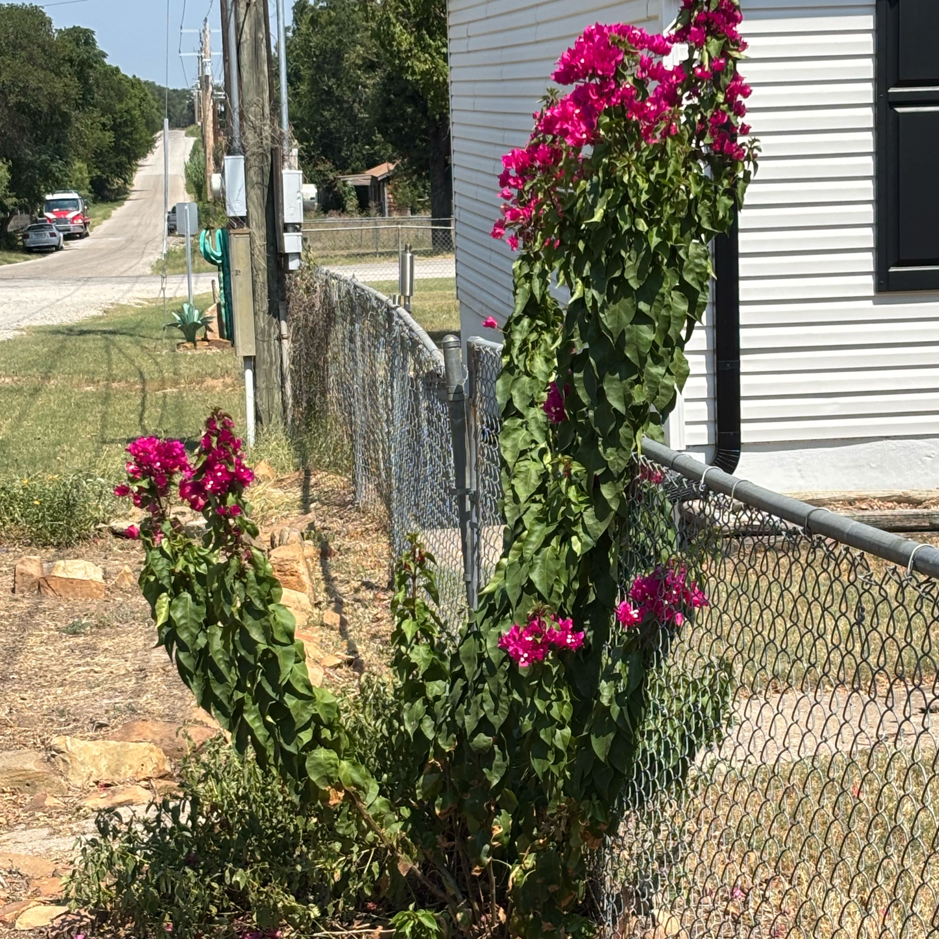 Photo of the plant species Common Hollyhock by @FlawlessBeans named Einstein on Greg, the plant care app
