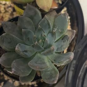 Photo of the plant species Echeveria 'Dark Elf' by @JocularOricad20 named Legolas on Greg, the plant care app