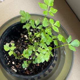 Photo of the plant species Purple-Leaf Water Celery by @ShinyPawpaw18 named Dax on Greg, the plant care app