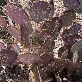 Photo of the plant species Black-Spined Prickly Pear by @BetterAnthora named Lavender on Greg, the plant care app