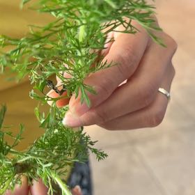 Photo of the plant species Southernwood by @ElatedAristaloe named Harper on Greg, the plant care app