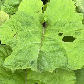 Photo of the plant species Lesser Burdock by @ElatedAristaloe named Lola on Greg, the plant care app