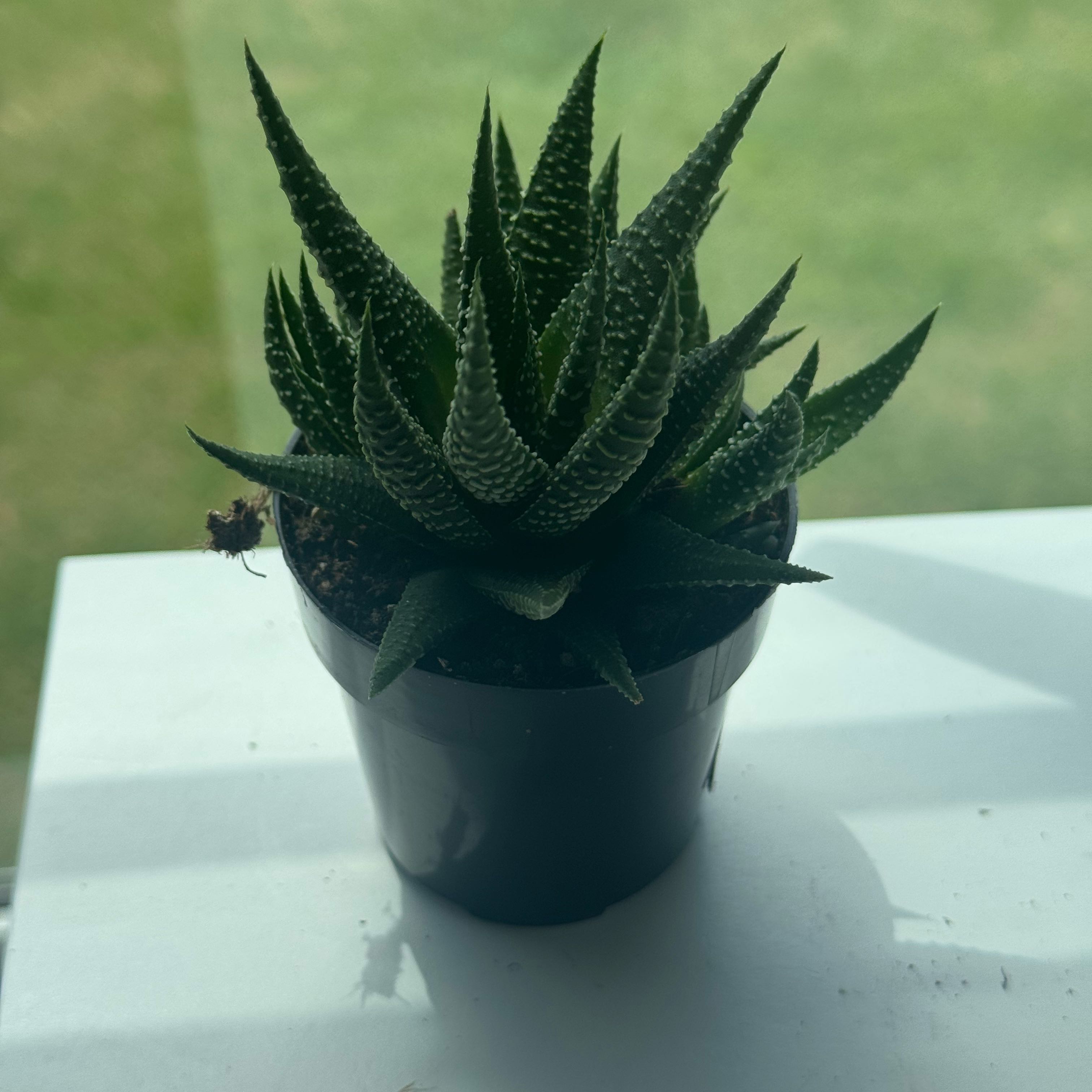 Photo of the plant species Haworthia fasciata 'Universe' by @mir4nda named Zula on Greg, the plant care app