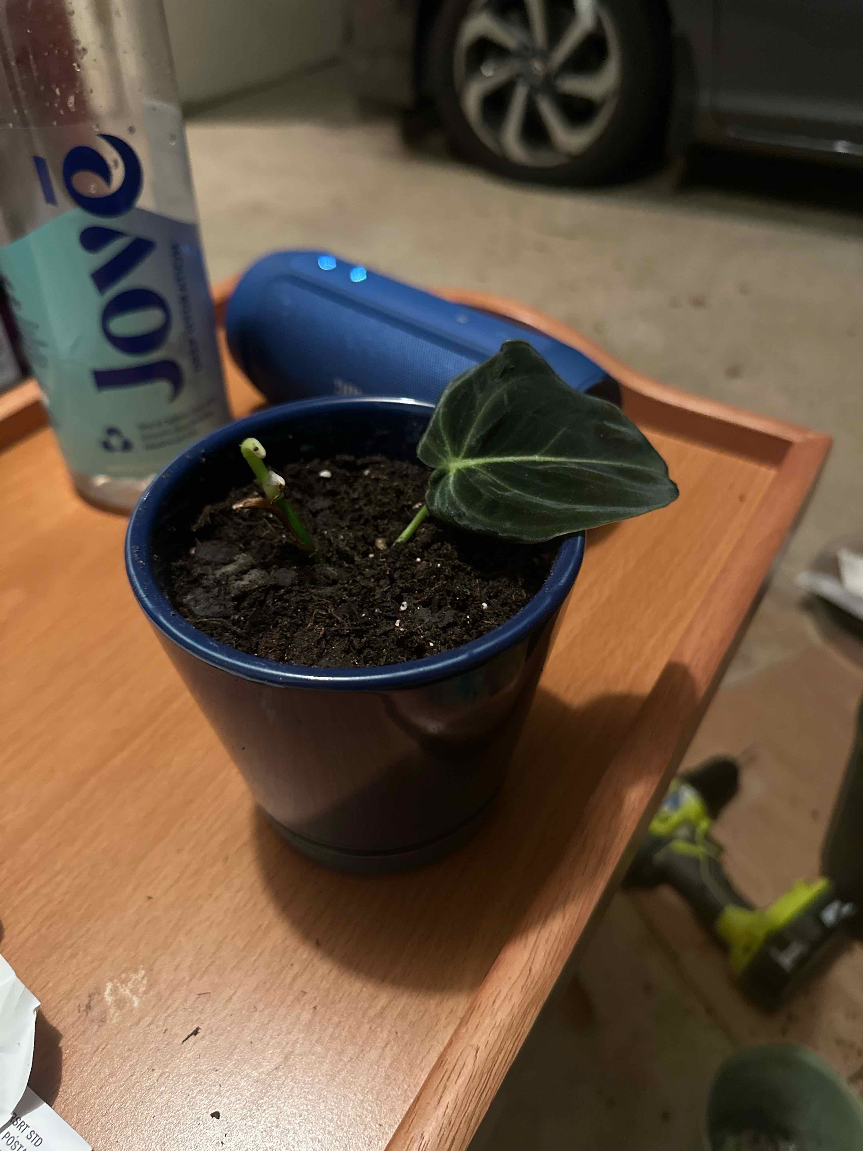 Philodendron melanochrysum x verrucosum plant in a blue pot with a single healthy leaf.