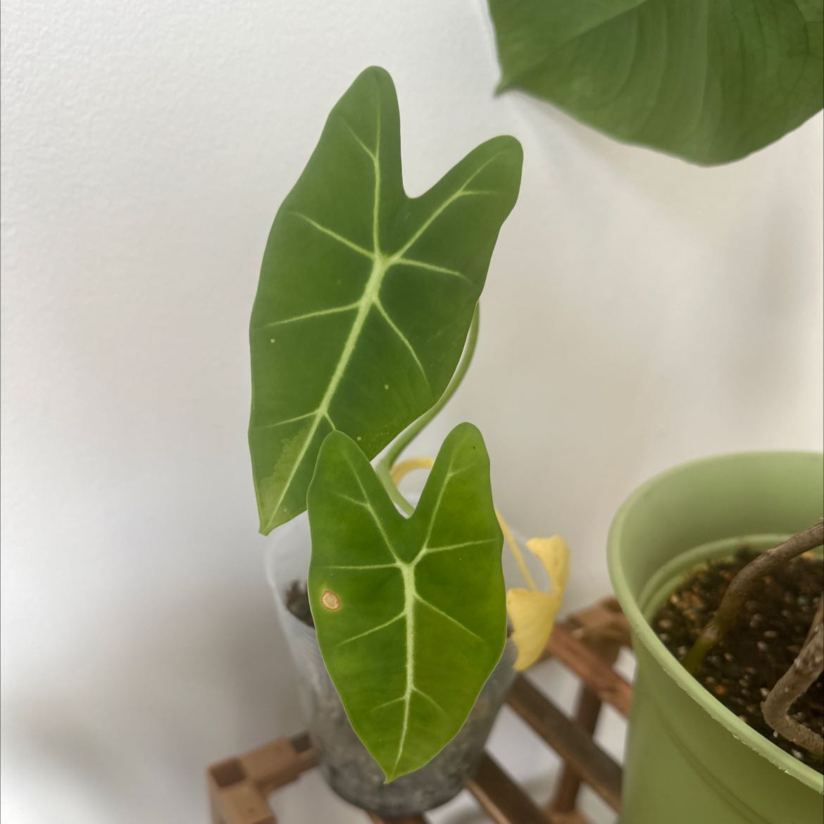 Green Velvet Alocasia plant with two leaves, one showing a small brown spot, in a small pot with visible soil.