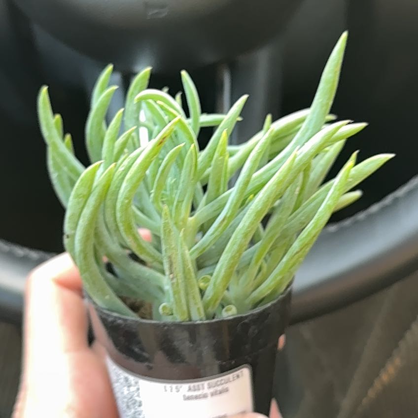 Photo of the plant species Senecio vitalis 'Viper' by @MasterTitoki named Apollo on Greg, the plant care app