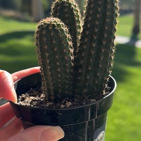Photo of the plant species Echinopsis 'Pluton' by @TryDidelta4 named Lola on Greg, the plant care app