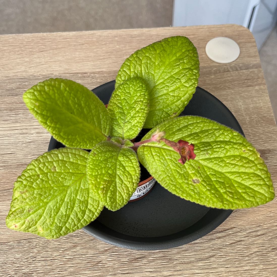 Photo of the plant species Episcia 'Limeade' by @SuperSpurflower named Sol on Greg, the plant care app