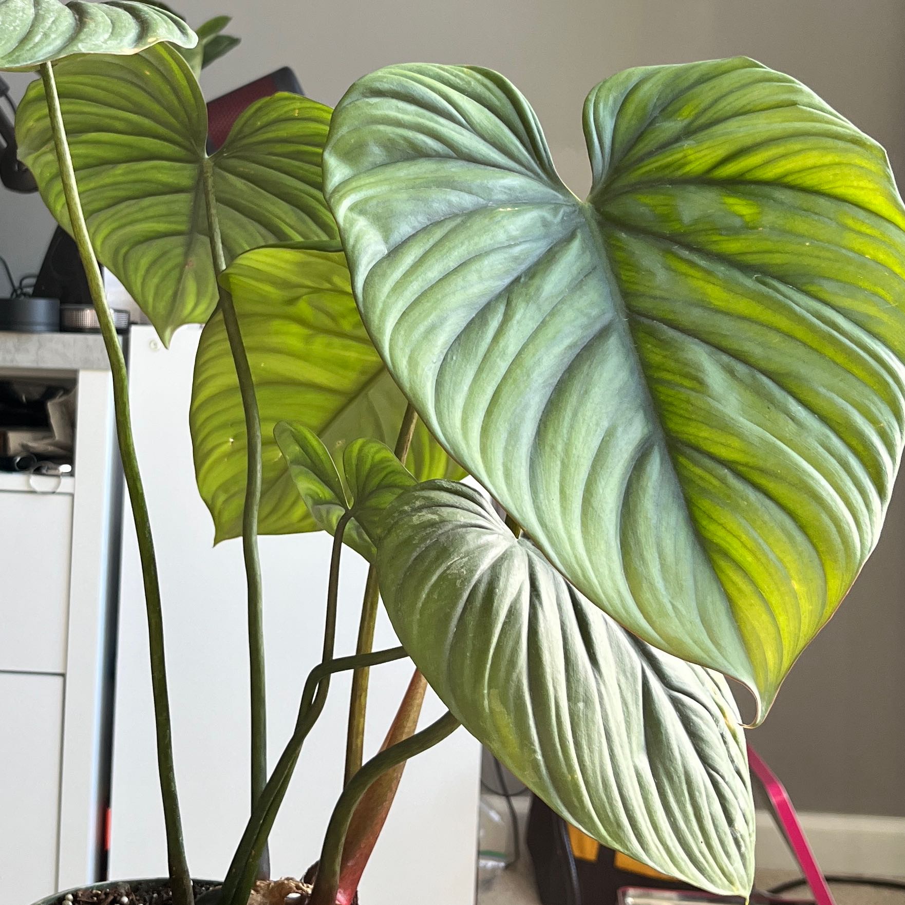 Photo of the plant species Silver Columbia Philodendron by @SuperSpurflower named Leaf Erickson on Greg, the plant care app