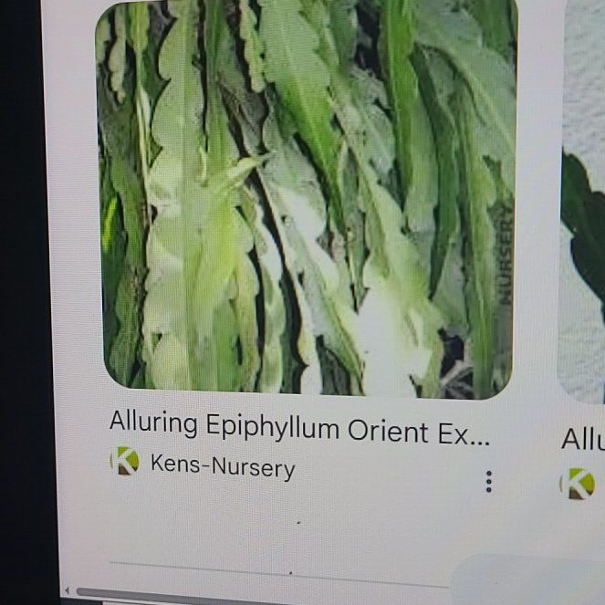 Photo of the plant species Epiphyllum 'Orient Express' by @WarmBunyapine67 named Marilyn on Greg, the plant care app