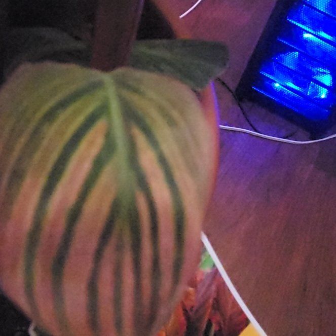 Photo of the plant species Canna 'Tropicana' by @StoutTexasash named Mollie on Greg, the plant care app