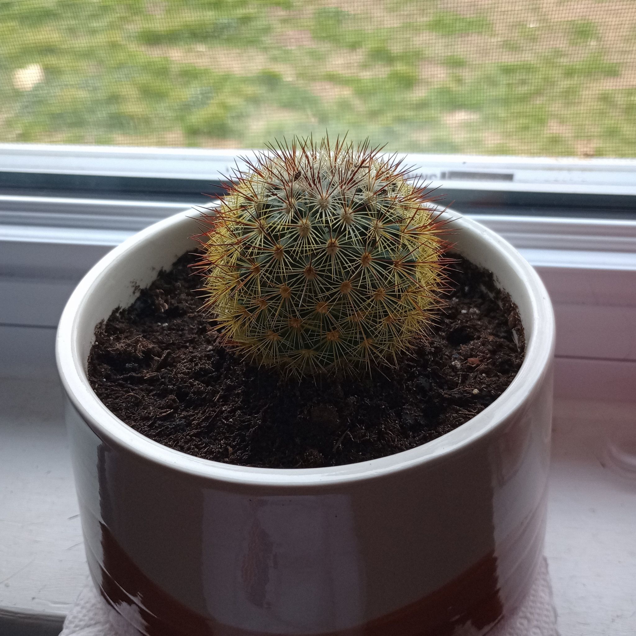 Photo of the plant species Hayne's Matucana by @HighEuropeanash named Pickle on Greg, the plant care app