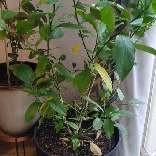 Photo of the plant species Meyer Lemon by @HeritrixJicaro named Athena on Greg, the plant care app