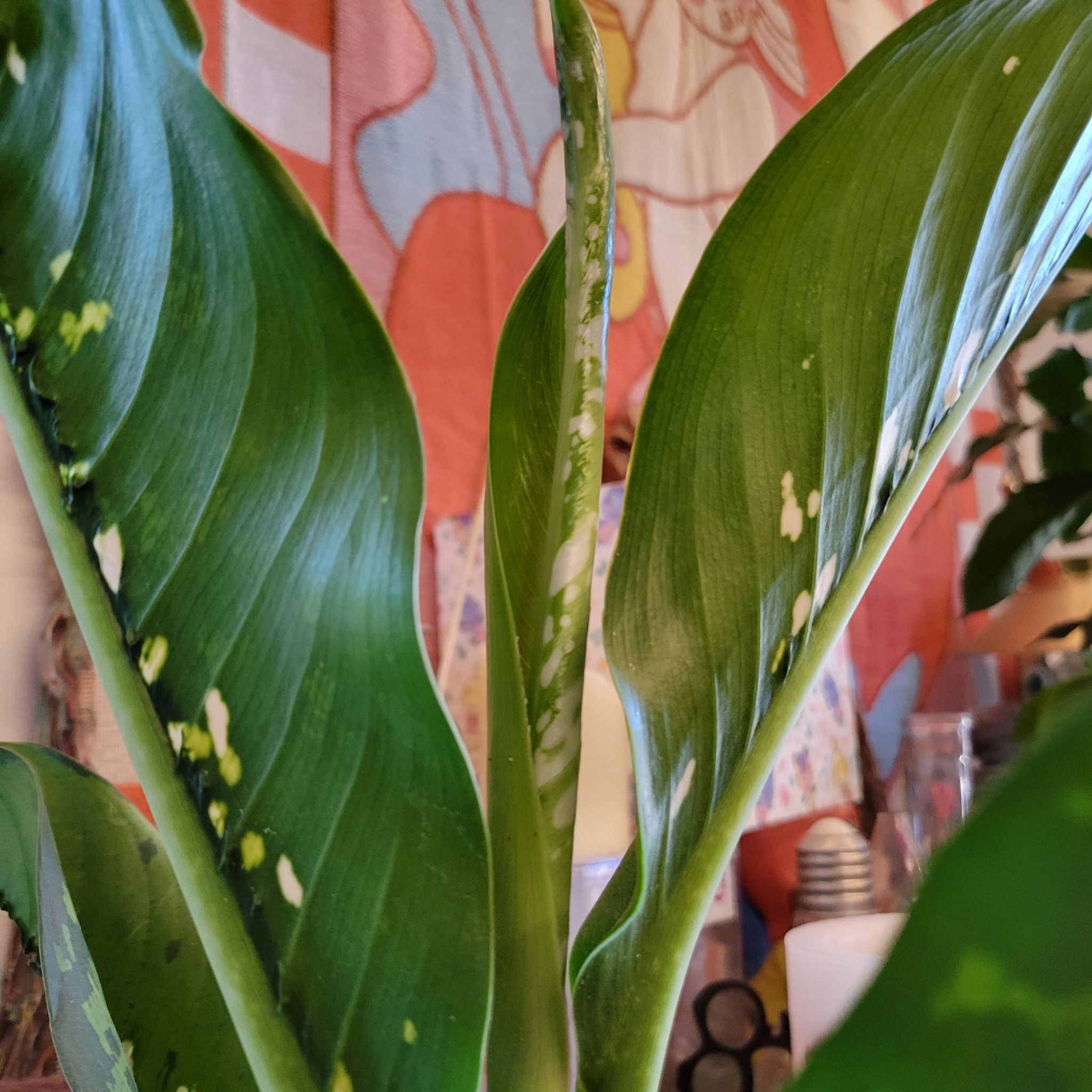 Photo of the plant species Dieffenbachia 'Crocodile' by @oddish named Croc on Greg, the plant care app