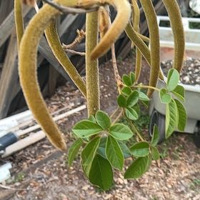Photo of the plant species Yellow Trumpet Tree by @SnappyCactus83 named Khaleesi on Greg, the plant care app