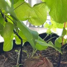 Photo of the plant species Calico Flower by @FabOrchids51 named Muhammad Ali on Greg, the plant care app