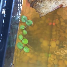 Photo of the plant species Amazon Frogbit by @LordScotchmoss named Osmo on Greg, the plant care app