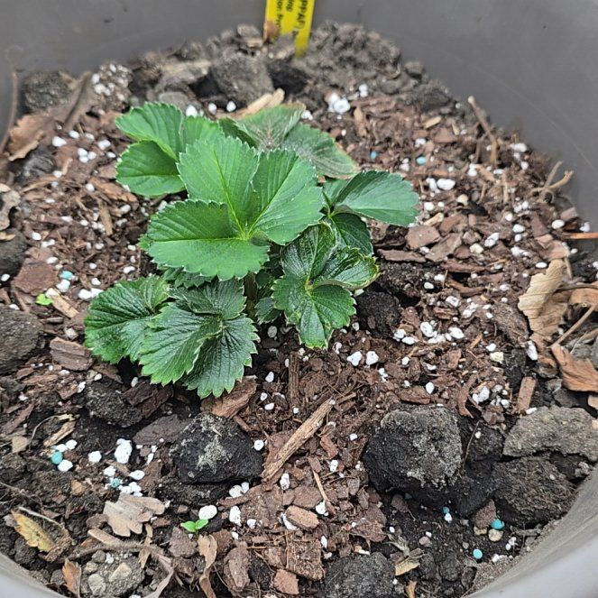 Photo of the plant species Albion Strawberry by @LargeRosegrape named Zeus on Greg, the plant care app