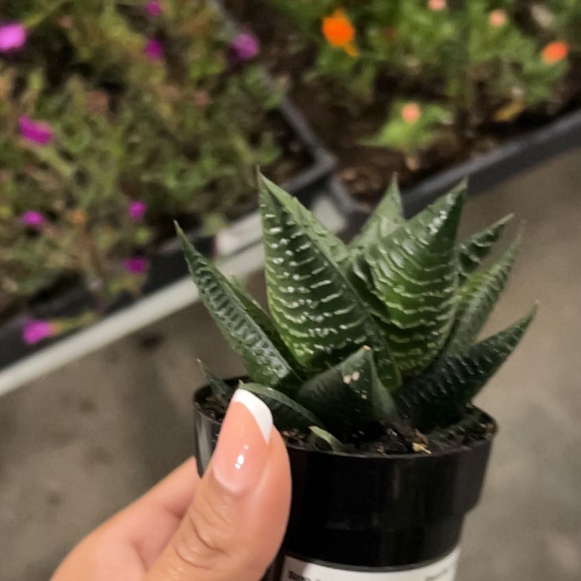 Photo of the plant species Fairy Washboard by @ZanyRedlog94 named Taylor Swift on Greg, the plant care app