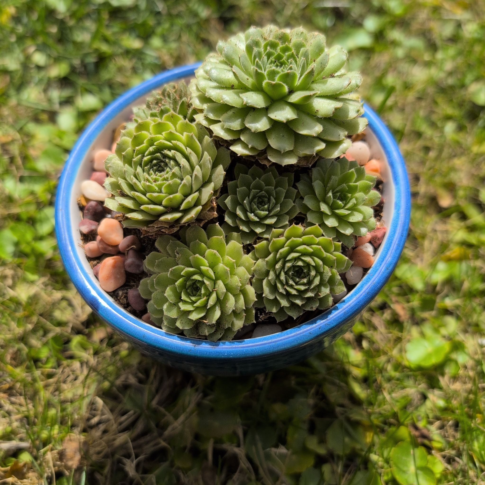Photo of the plant species Sempervivum arachnoideum 'Stansfieldii' by @sasunnee named James Dean on Greg, the plant care app