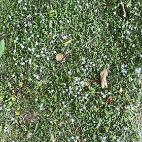 Photo of the plant species Lawn Lobelia by Karen named Sigmund on Greg, the plant care app