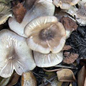 Photo of the plant species Noble Fir by Karen named Aria on Greg, the plant care app