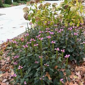 Photo of the plant species Pink Turtlehead by Karen named Drake on Greg, the plant care app