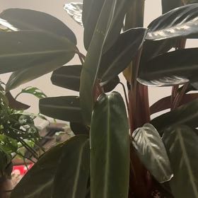 Photo of the plant species Magic Star calathea by @BrawnyDewberry7 named Delilah on Greg, the plant care app
