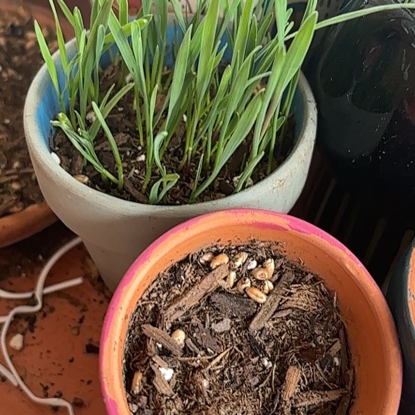 Photo of the plant species Crested Wheatgrass by @Irishorigami named Kobe on Greg, the plant care app