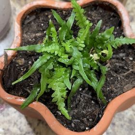 Photo of the plant species Southern Polypody by @AngelSandcarpet named Coco on Greg, the plant care app