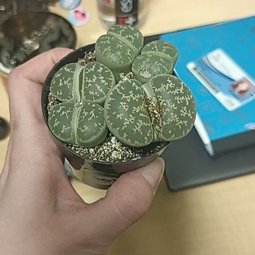 Photo of the plant species Living Stones by @GreatestChives7 named Huckleberry Fern on Greg, the plant care app