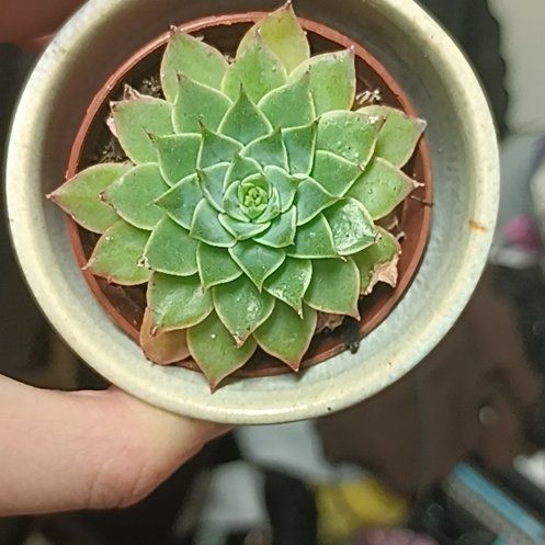 Photo of the plant species echeveria 'Red Hole' by @GreatestChives7 named da Vinci on Greg, the plant care app