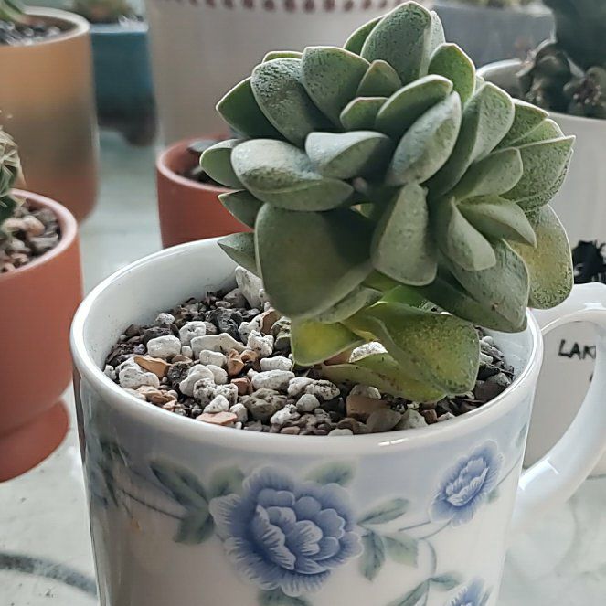 Photo of the plant species Crassula 'Morgan's Beauty' by @QueenSweetsop77 named Kobe on Greg, the plant care app