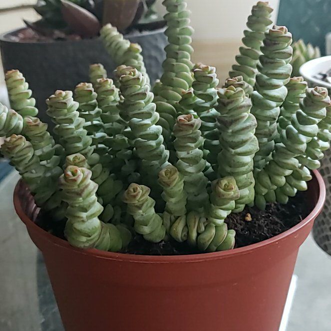 Photo of the plant species Crassula 'Baby's Necklace' by @QueenSweetsop77 named Sage on Greg, the plant care app