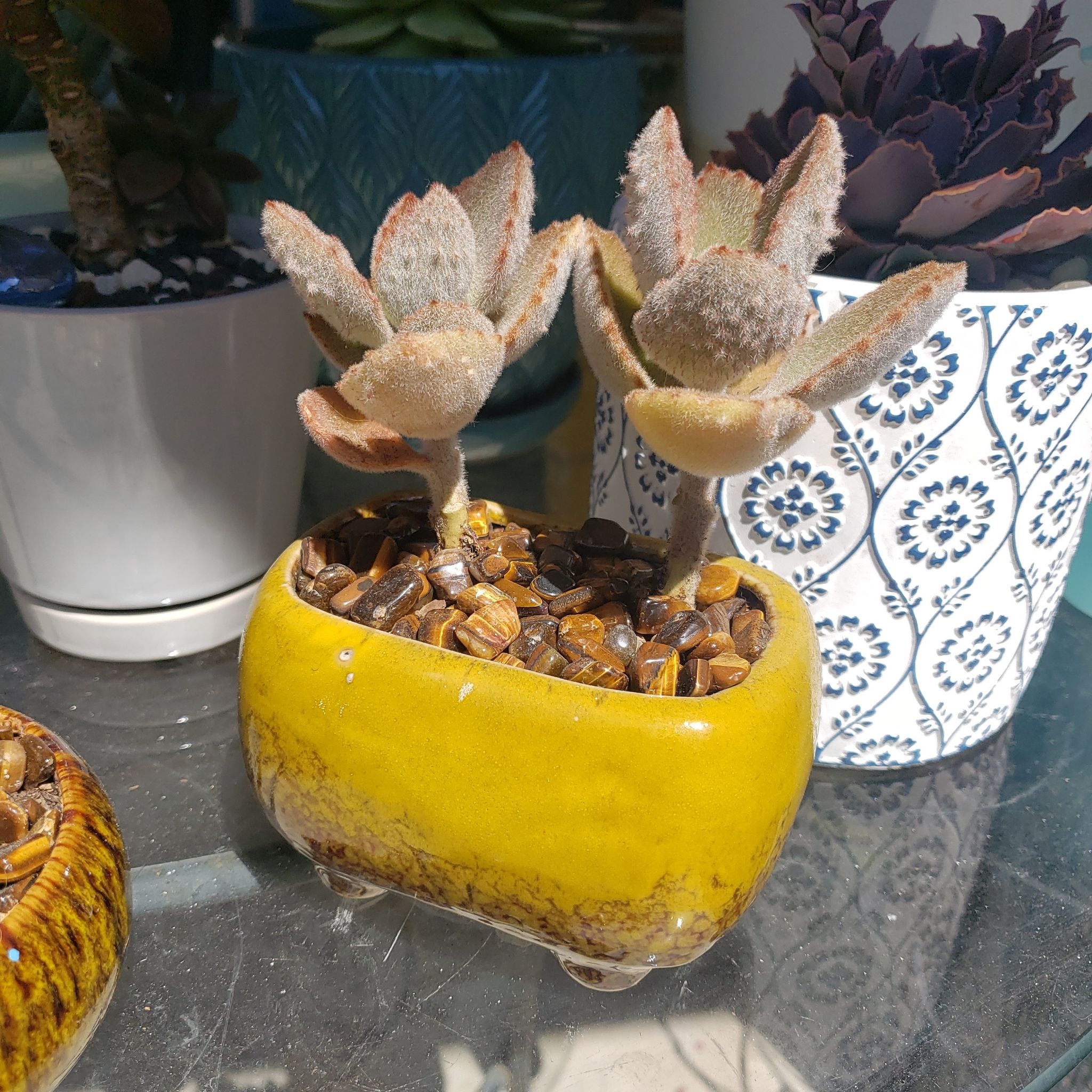 Photo of the plant species Kalanchoe 'Fang' by @QueenSweetsop77 named Planty on Greg, the plant care app