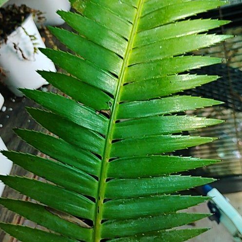 Photo of the plant species Western Swordfern by @TutorWaterfern named Dioon spinulosum          cycadales on Greg, the plant care app