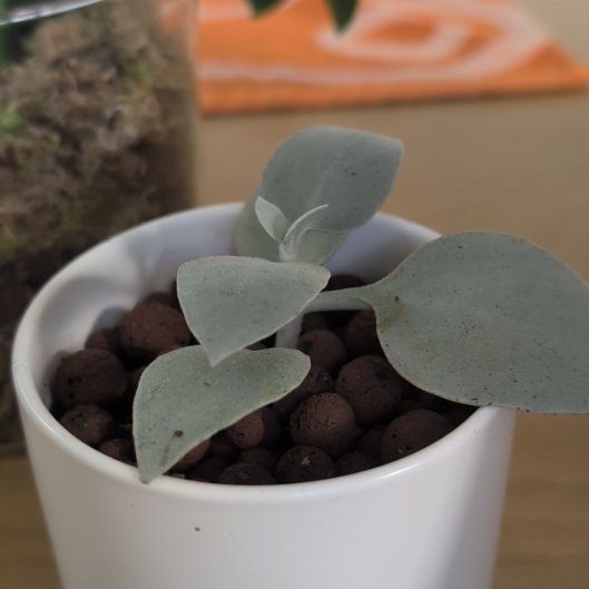 Photo of the plant species Silver Teaspoons by @FabulousGreen96 named Forrest on Greg, the plant care app